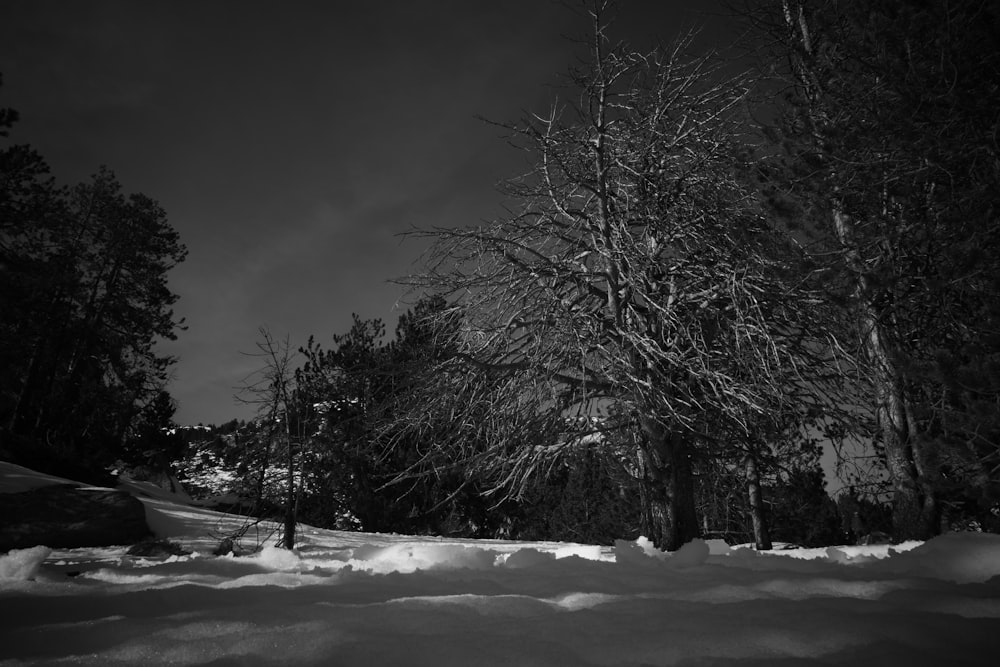 a black and white photo of snow and trees