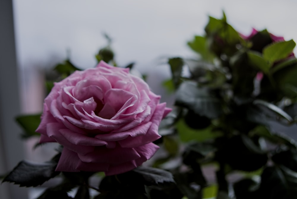um close up de uma flor rosa perto de uma janela