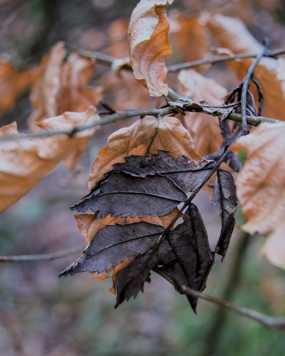 a close up of a leaf on a tree branch