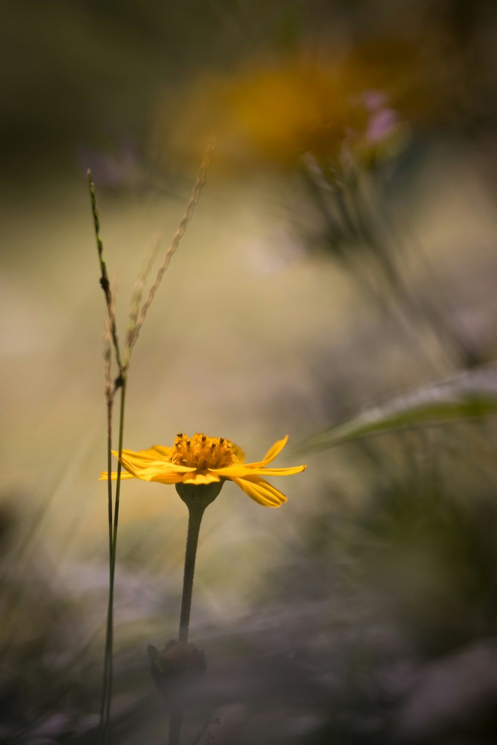 a close up of a yellow flower in a field