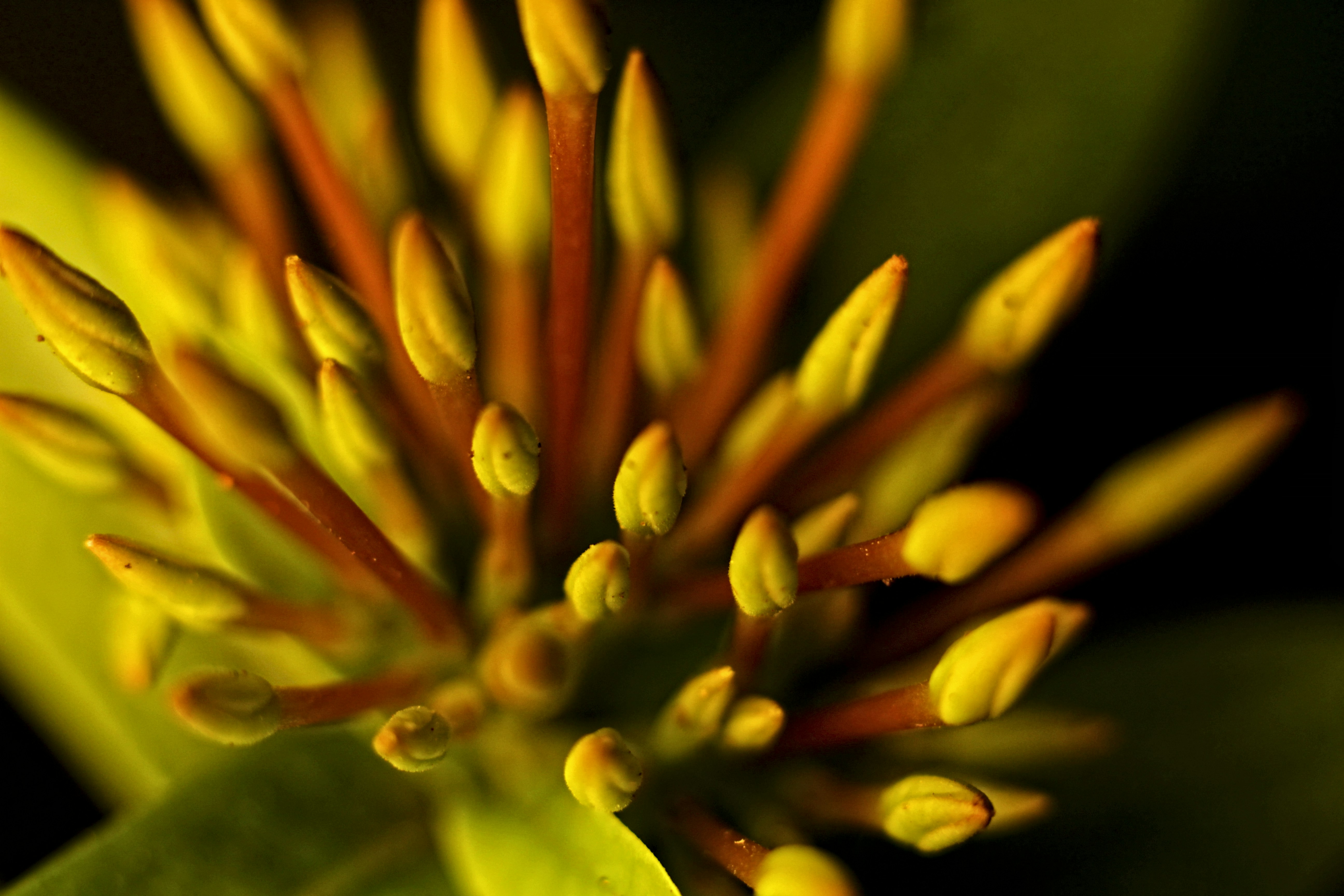 a close up view of a flower bud