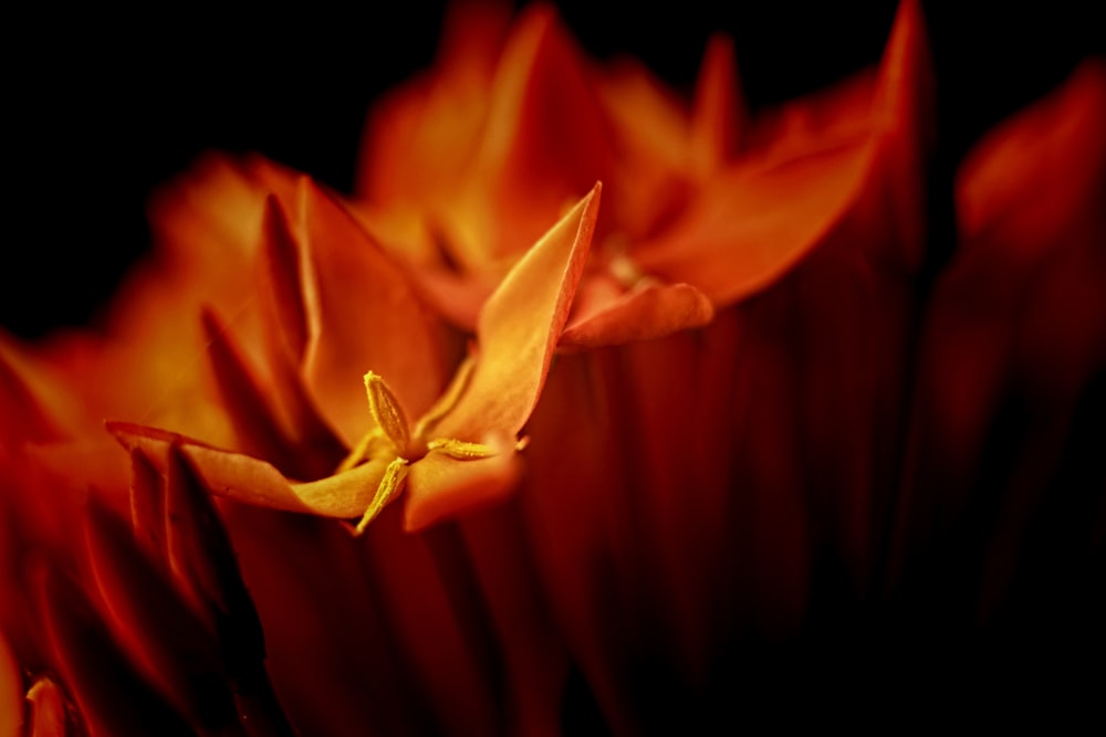 a close up of a flower with a black background