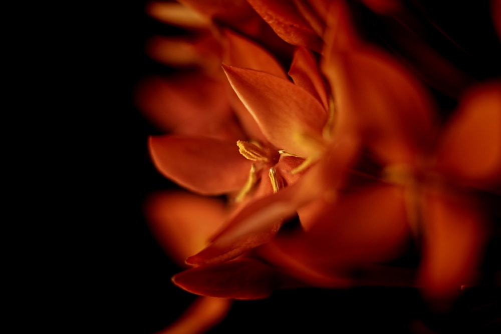 a close up of a flower on a black background