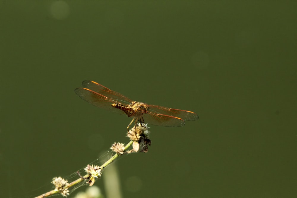 a dragonfly sitting on top of a flower next to a body of water