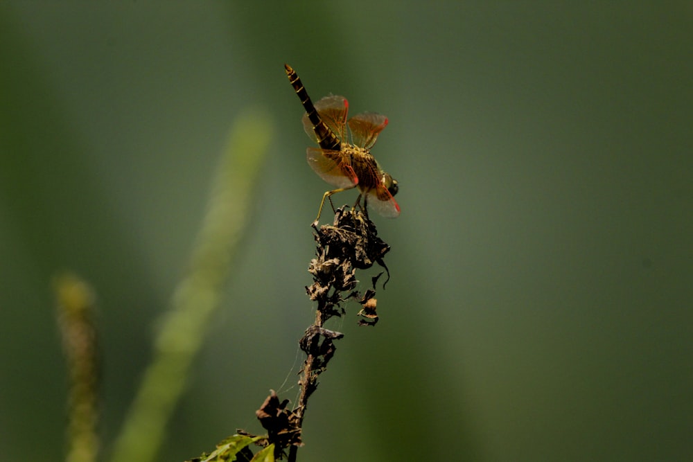 a dragon fly sitting on top of a plant