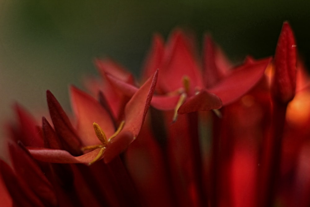 a close up of a red flower with a blurry background