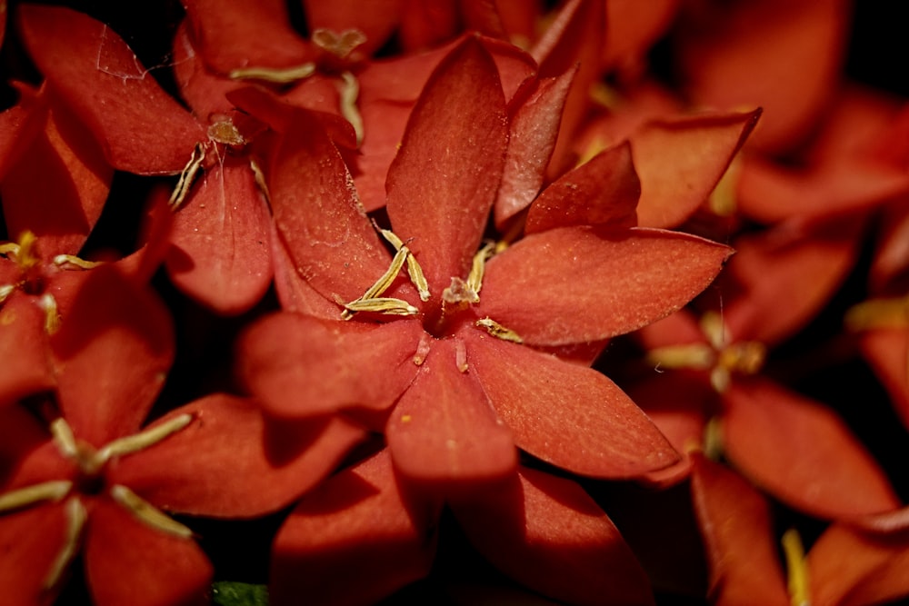 a close up of a bunch of red flowers