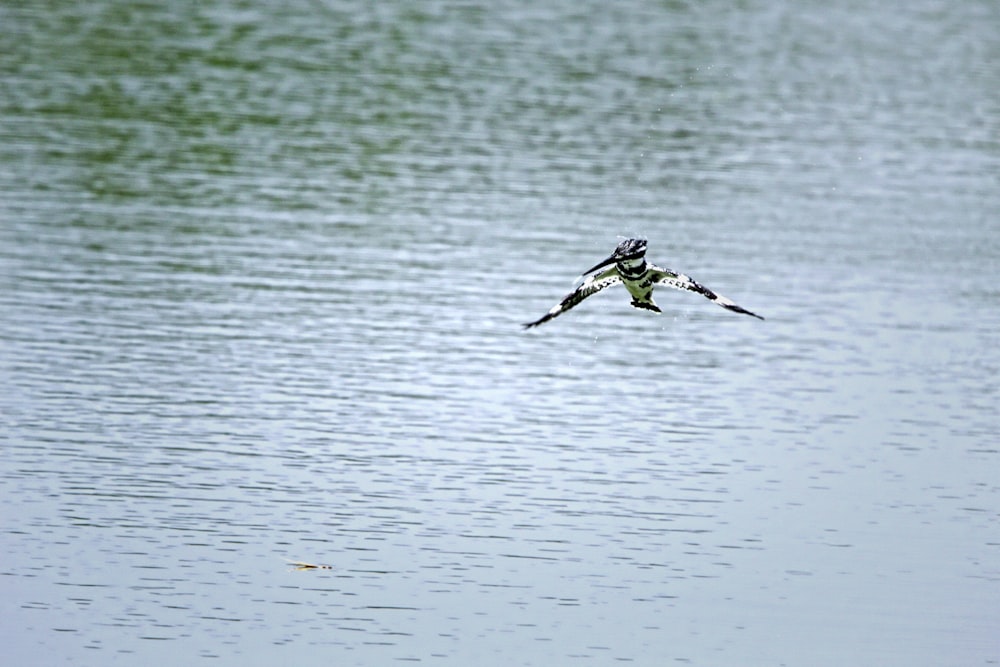 a bird flying over a body of water