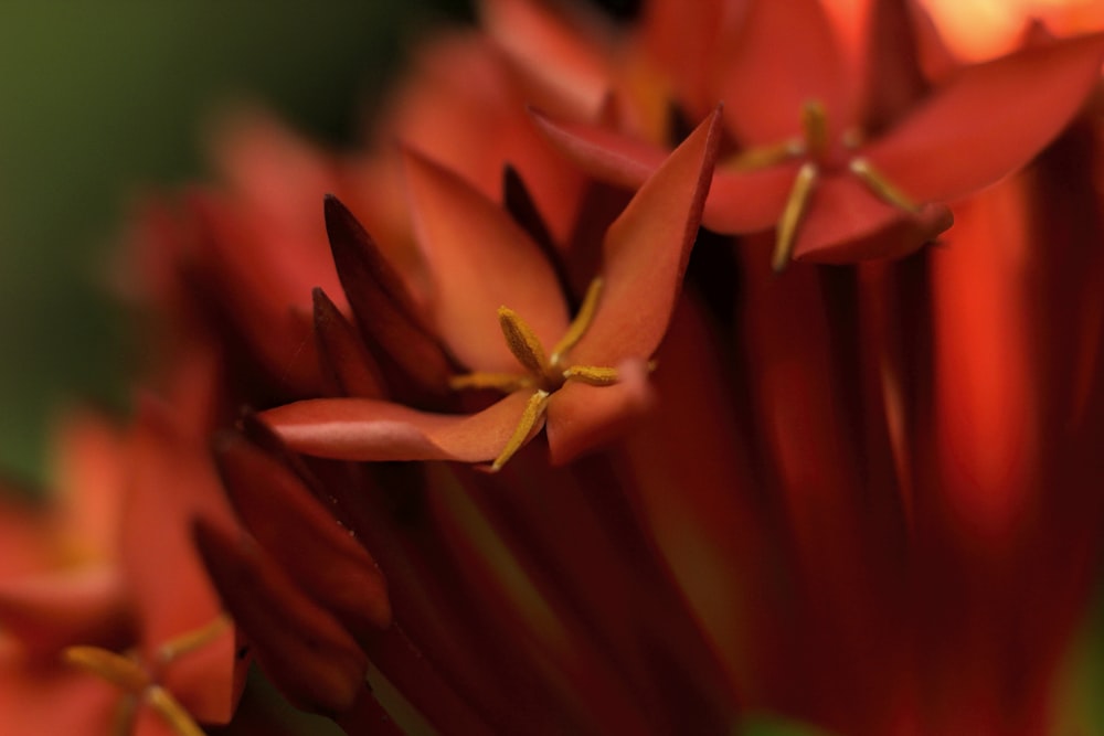 a close up of a bunch of red flowers