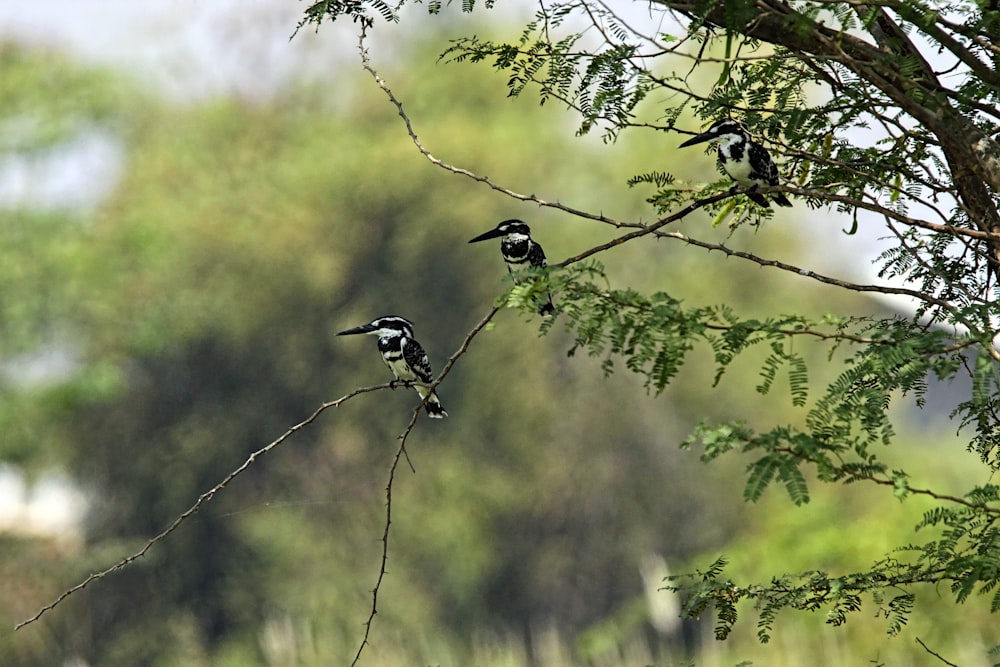 a couple of birds sitting on top of a tree branch