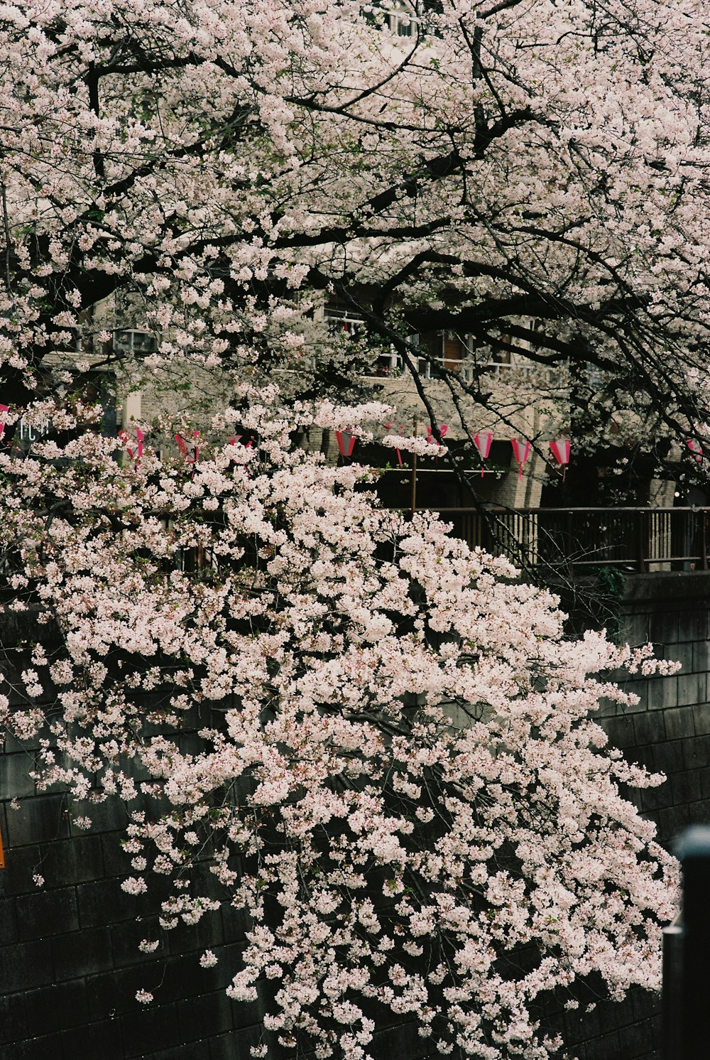 a tree with lots of white flowers on it