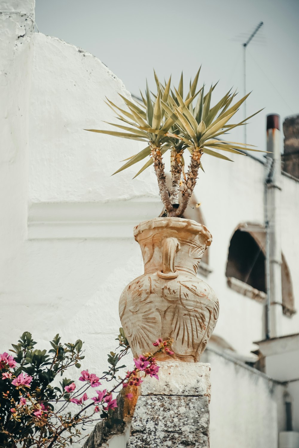 una pianta in vaso seduta in cima a un pilastro di pietra