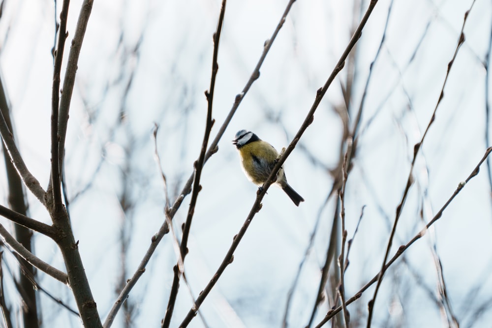  a small bird perched on top of a tree branch