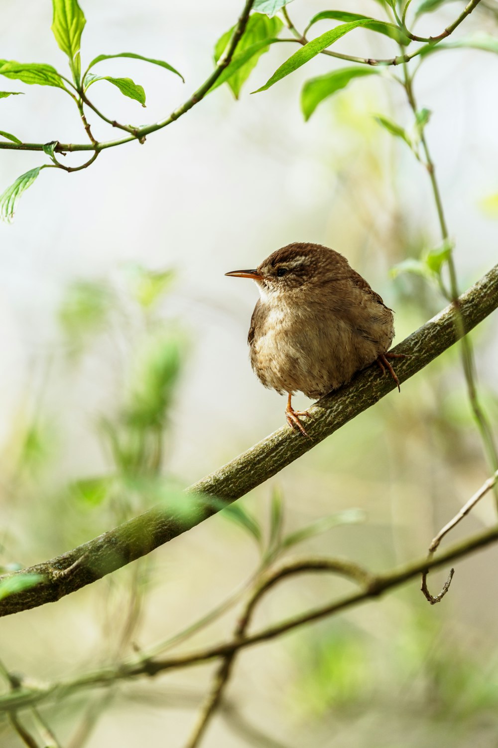  a small brown bird sitting on a tree branch