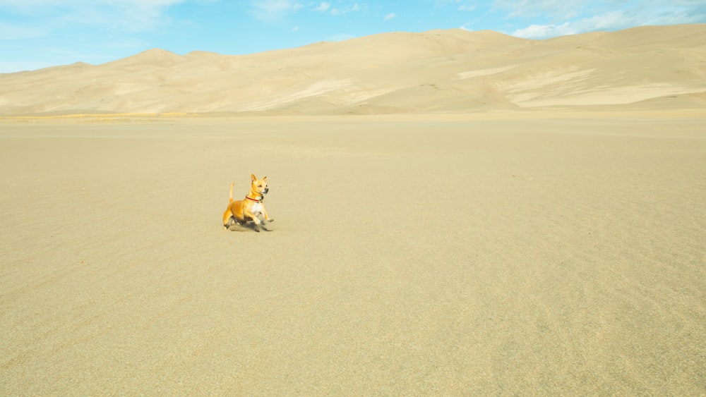 a horse running in the middle of a desert