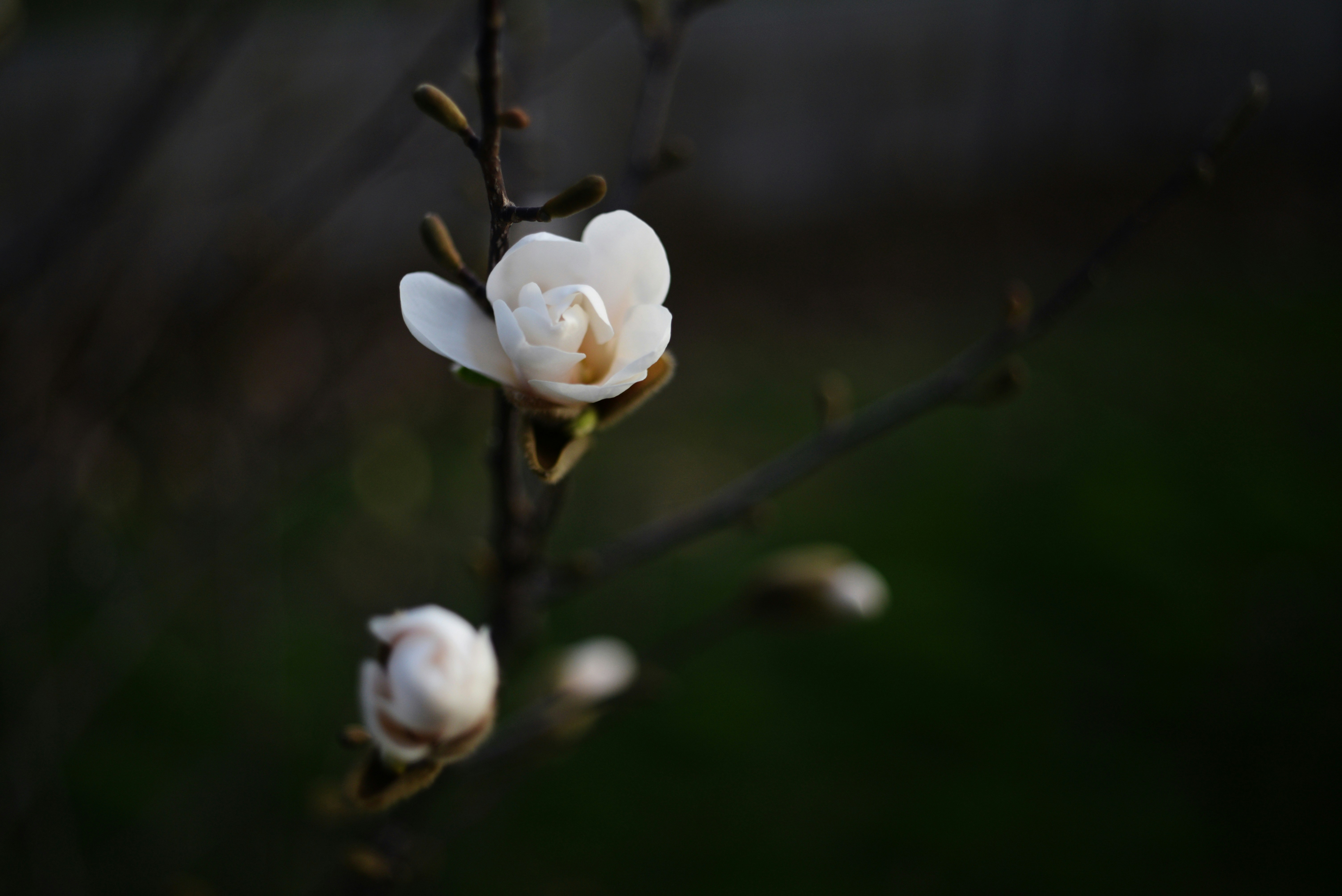 Photo by cherstve_pechivo