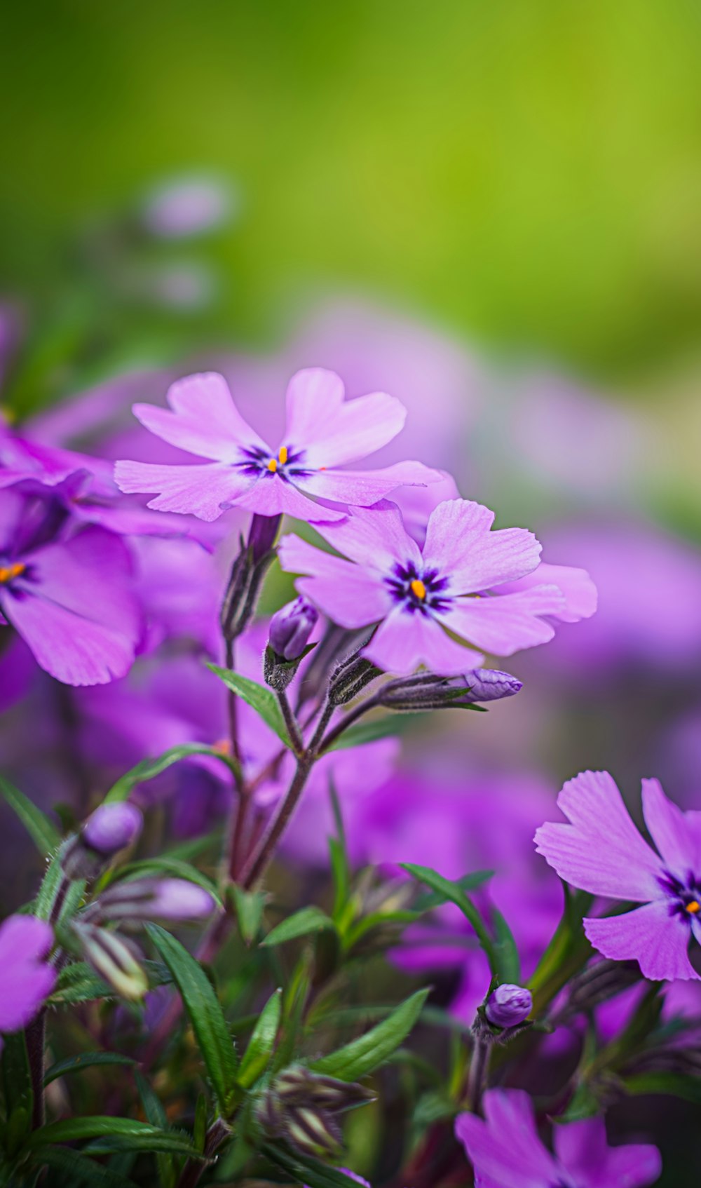 a bunch of purple flowers in a field