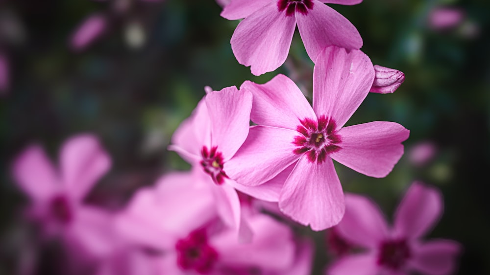 a bunch of pink flowers with a blurry background