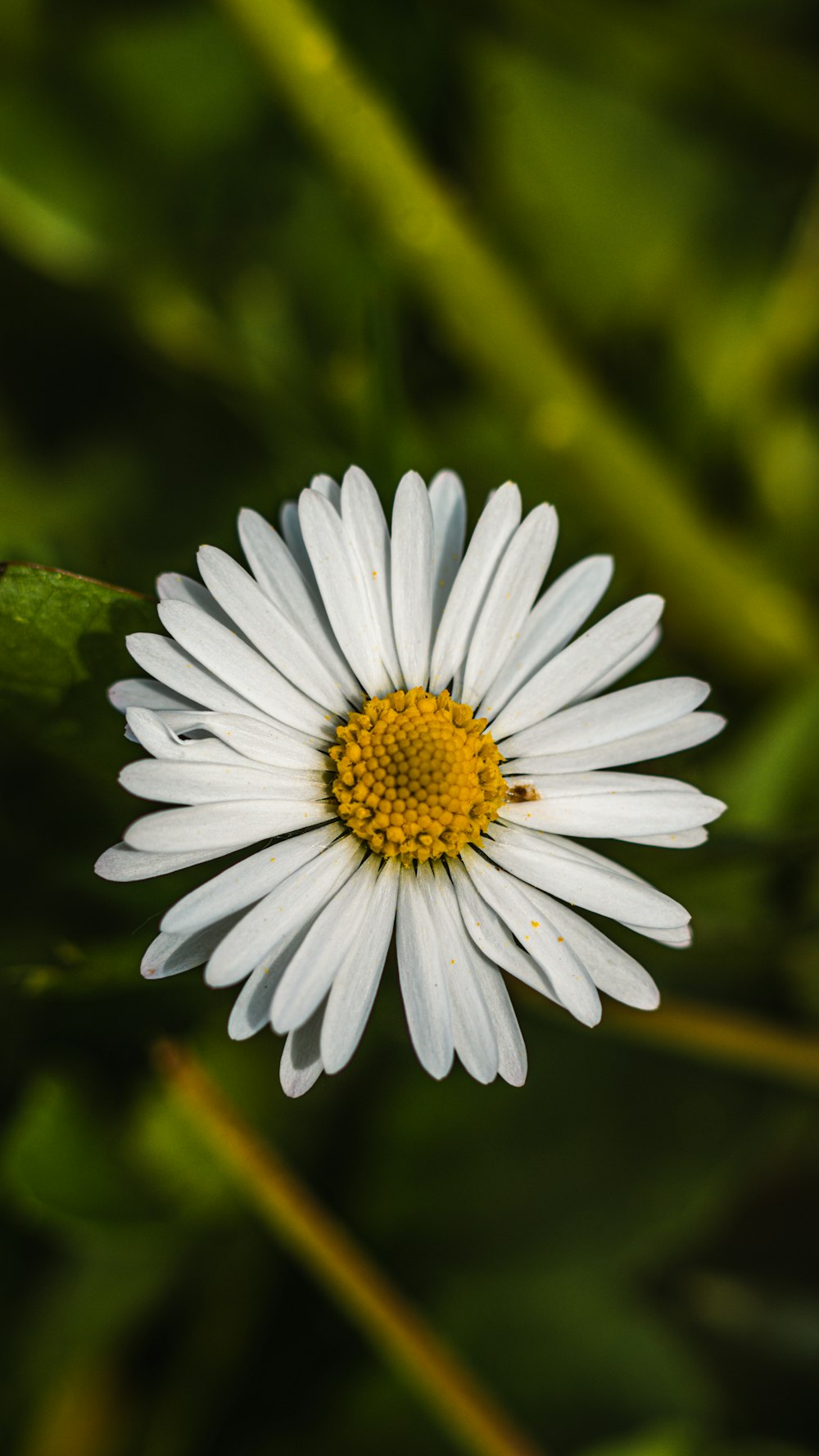 a close up of a white flower with a yellow center