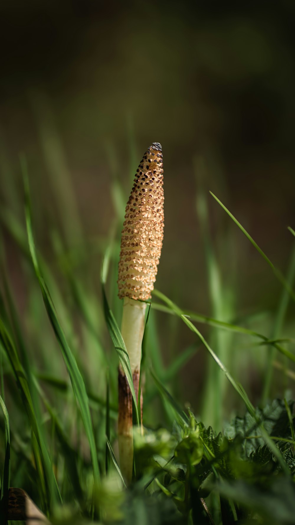 a close up of a flower in the grass