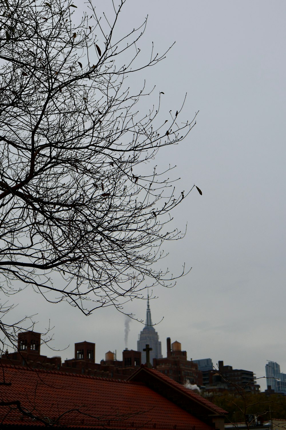 a tree with no leaves in front of a city skyline