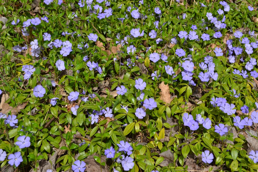 a field of blue flowers with green leaves