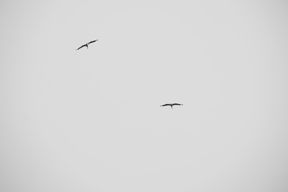 a couple of birds flying through a gray sky