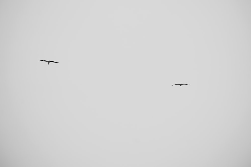 a couple of birds flying through a gray sky