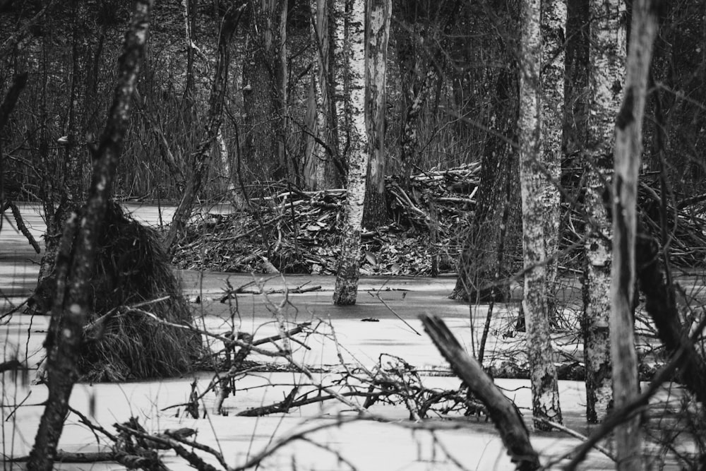 a black and white photo of trees in the woods