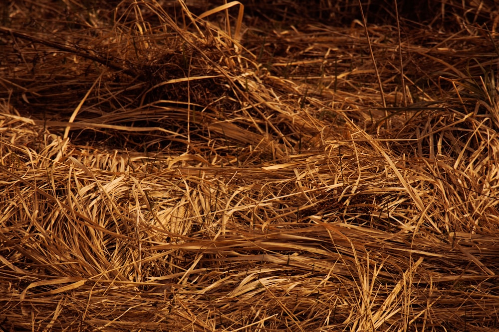 a bird sitting on top of a pile of dry grass