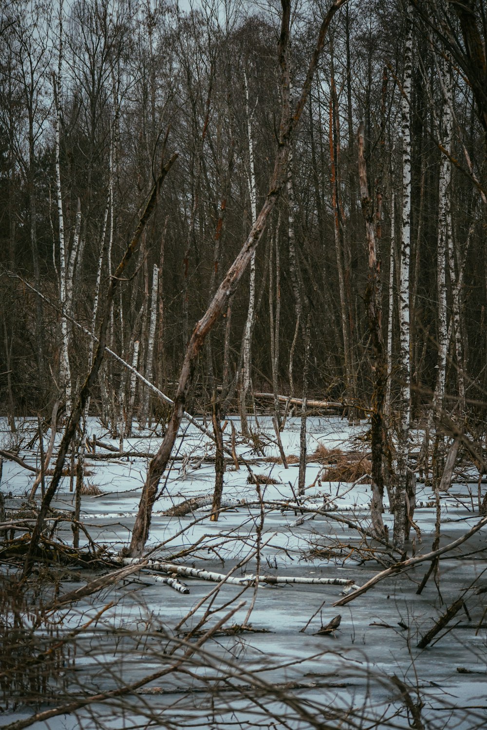 a bunch of trees that are in the snow