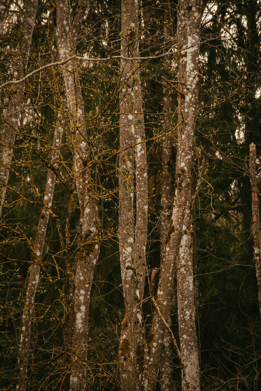 a group of tall trees in a forest