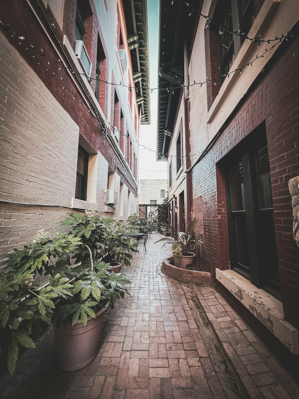 a narrow alleyway with potted plants on either side