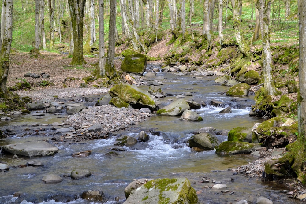 a stream running through a lush green forest