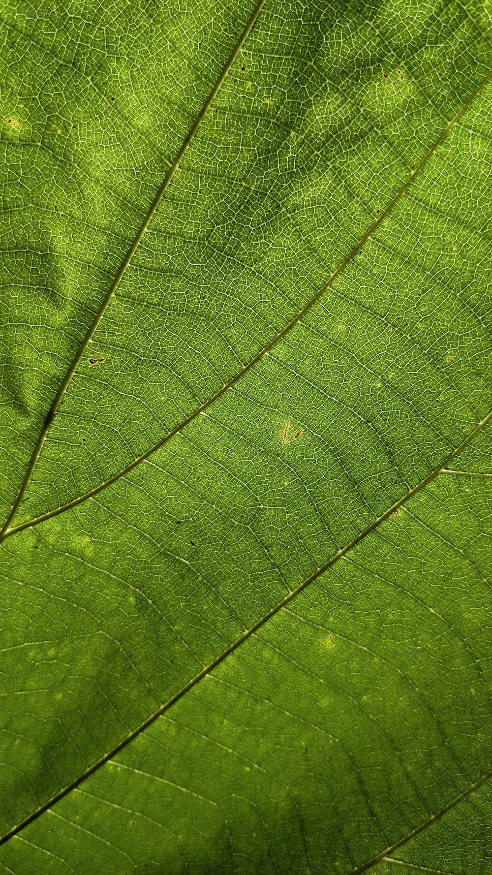 a close up view of a green leaf