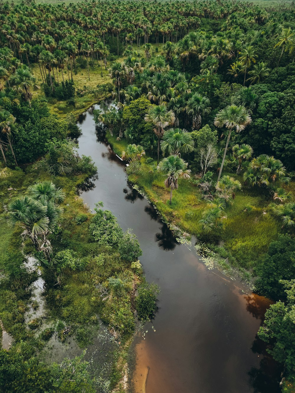 a river running through a lush green forest