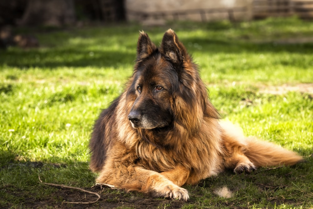 a large brown dog laying on top of a lush green field