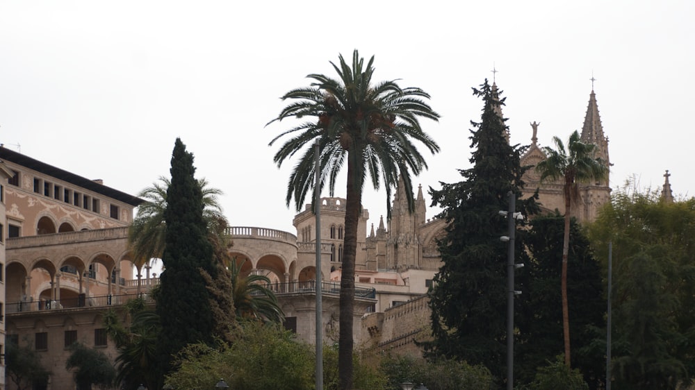 a large building with a palm tree in front of it