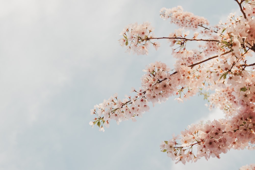 a branch of a tree with pink flowers