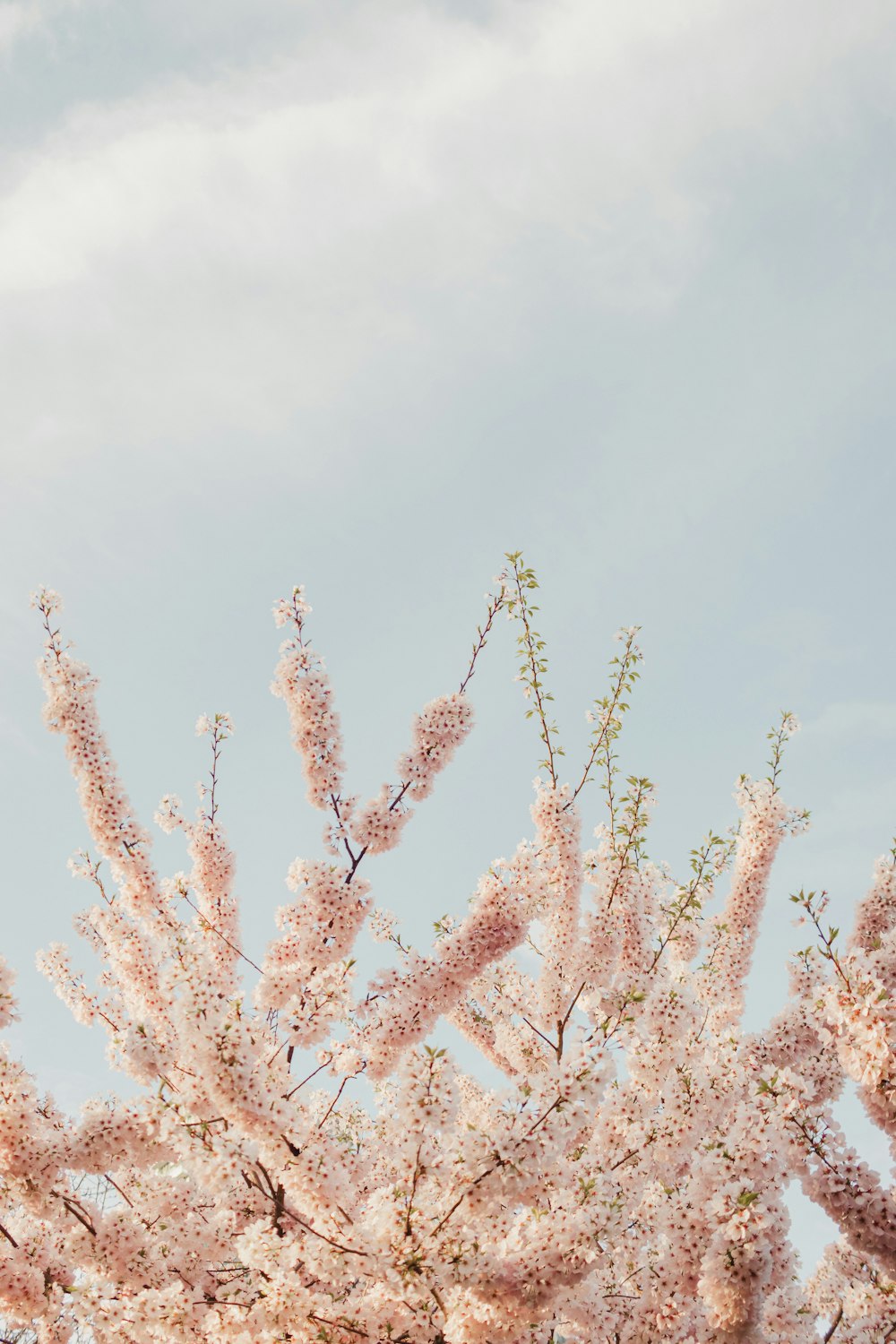 a tree with lots of pink flowers on it