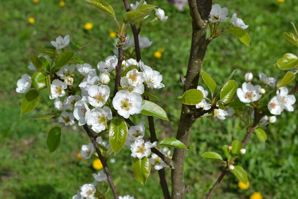 a close up of a tree with white flowers