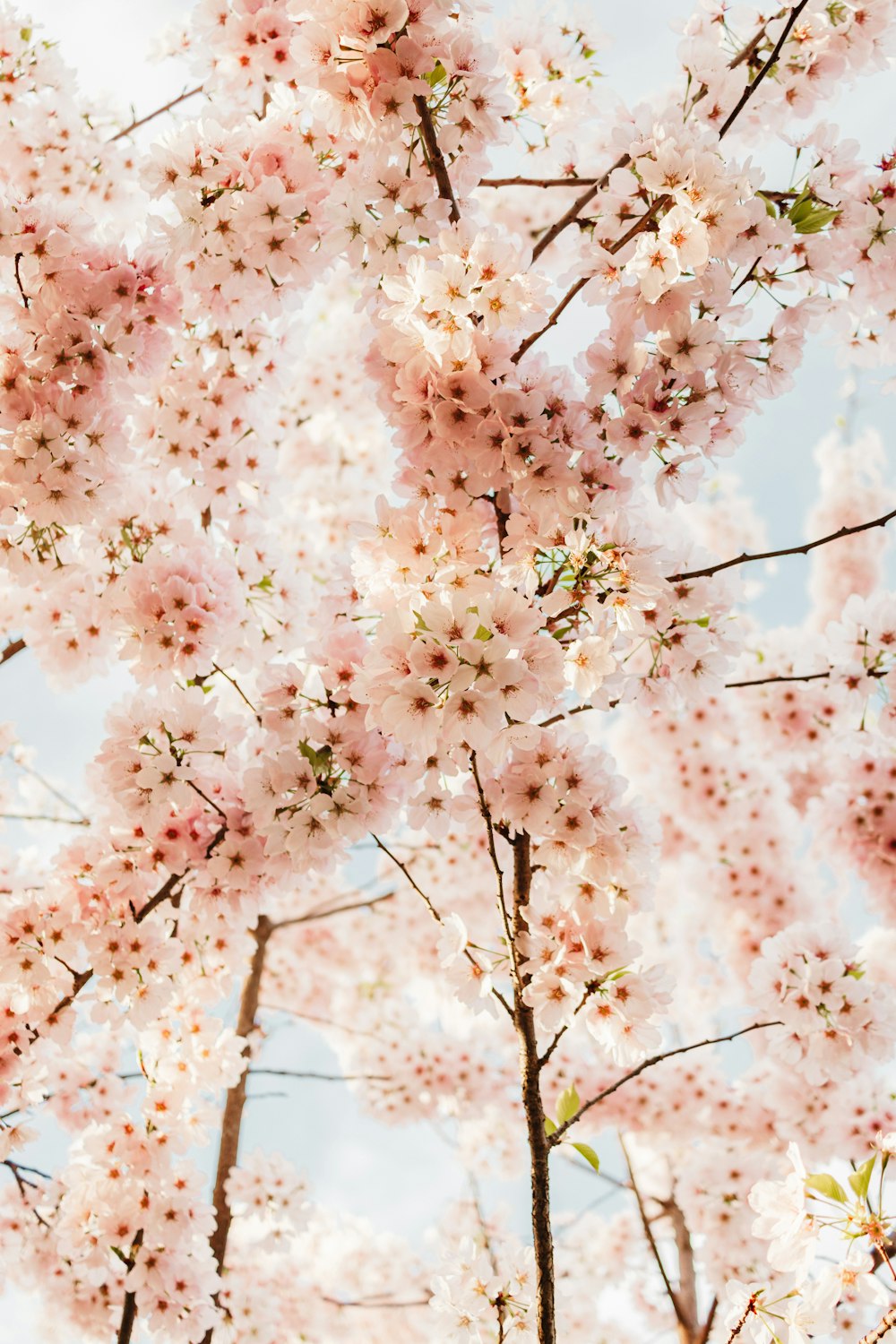 a tree filled with lots of pink flowers