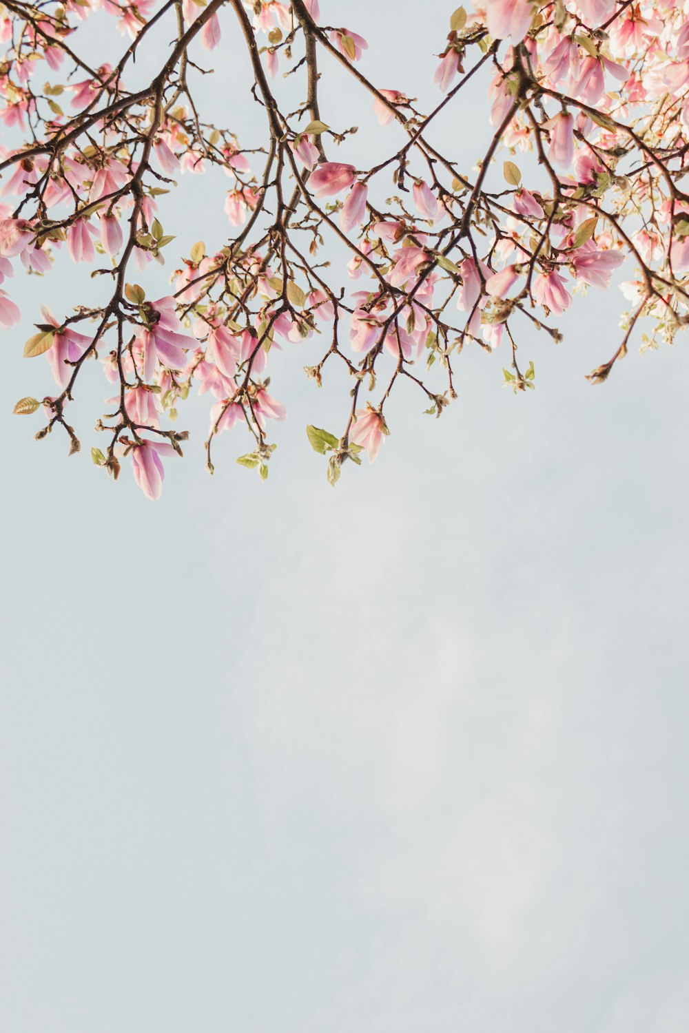 a tree branch with pink flowers in the foreground