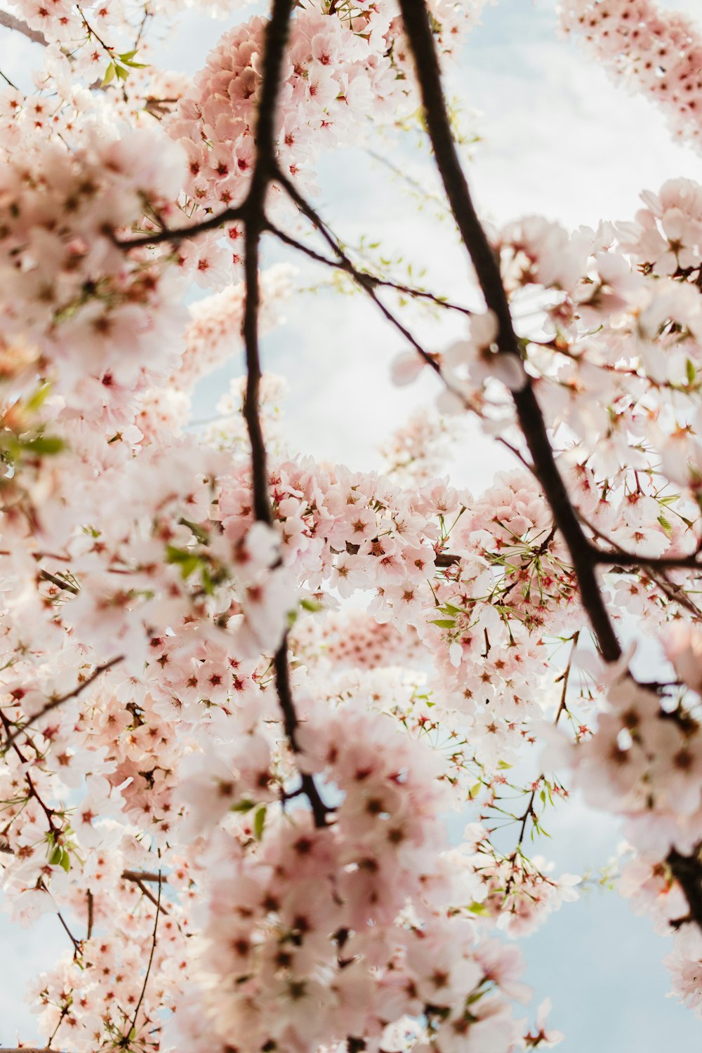 a bunch of flowers that are on a tree