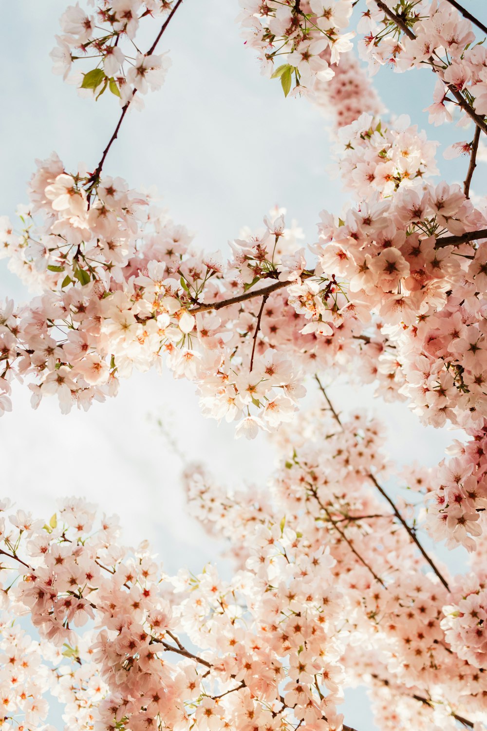 um ramo de flores que estão em uma árvore