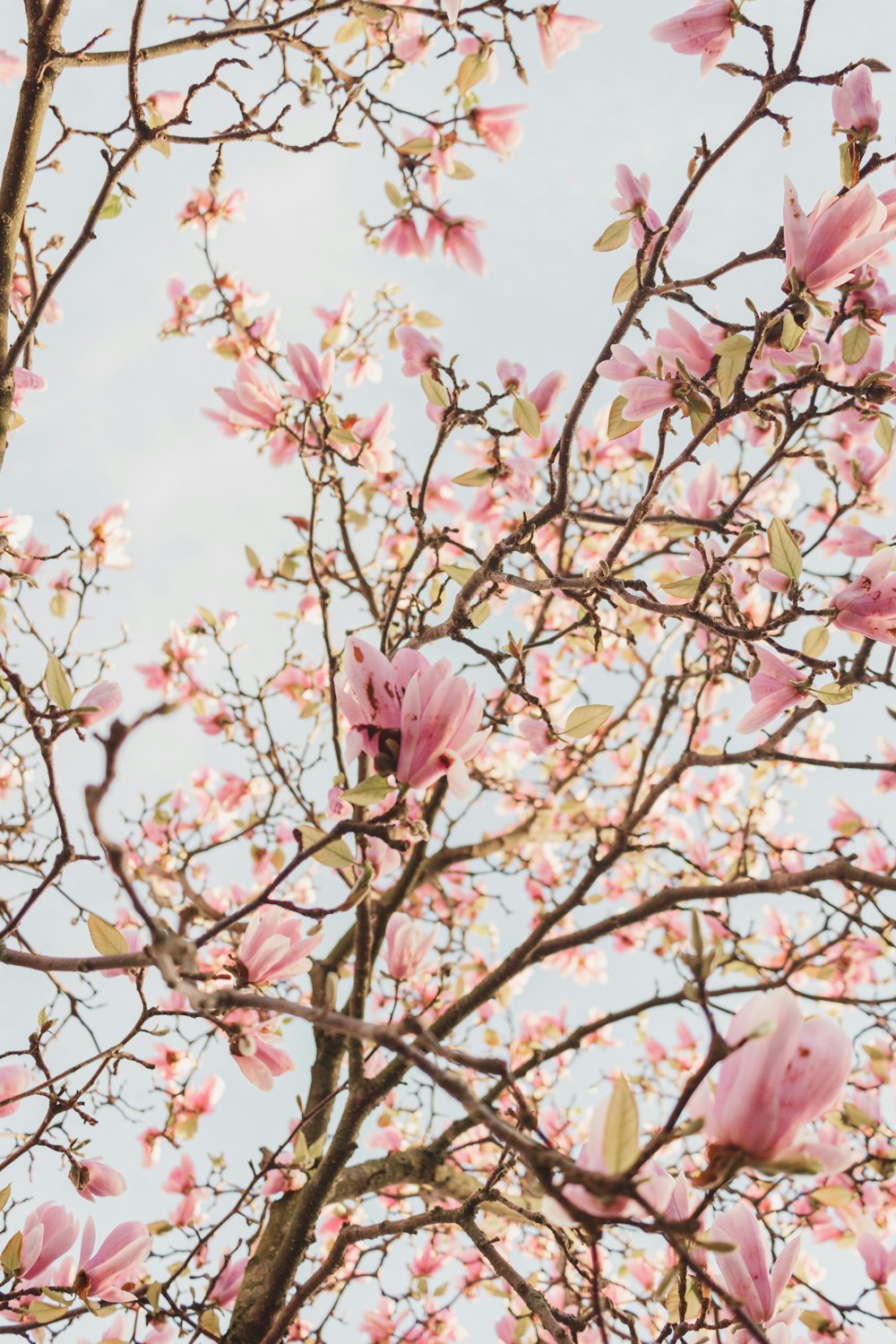 a tree with lots of pink flowers on it