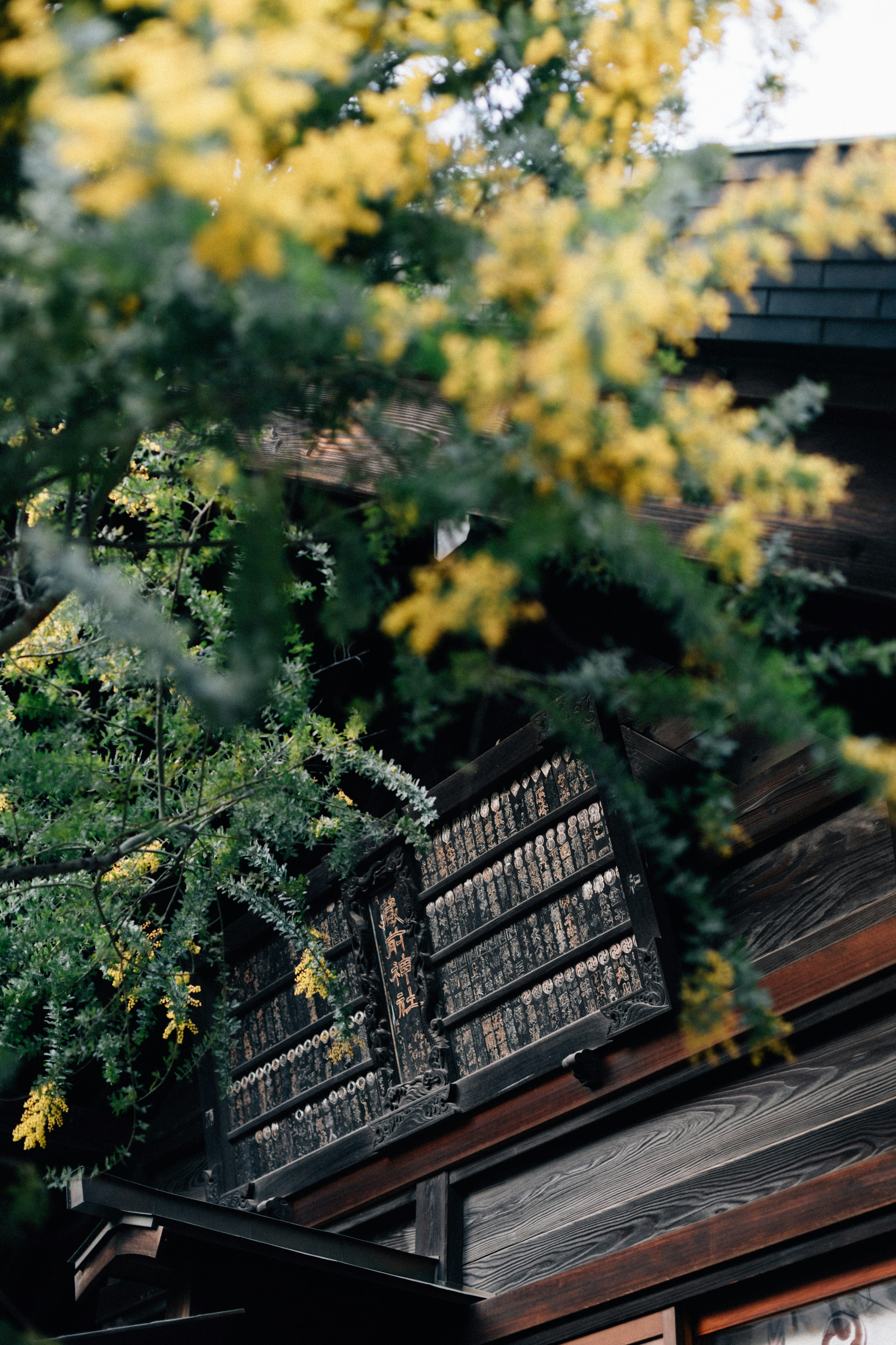 Photo by tsuyoshikozu