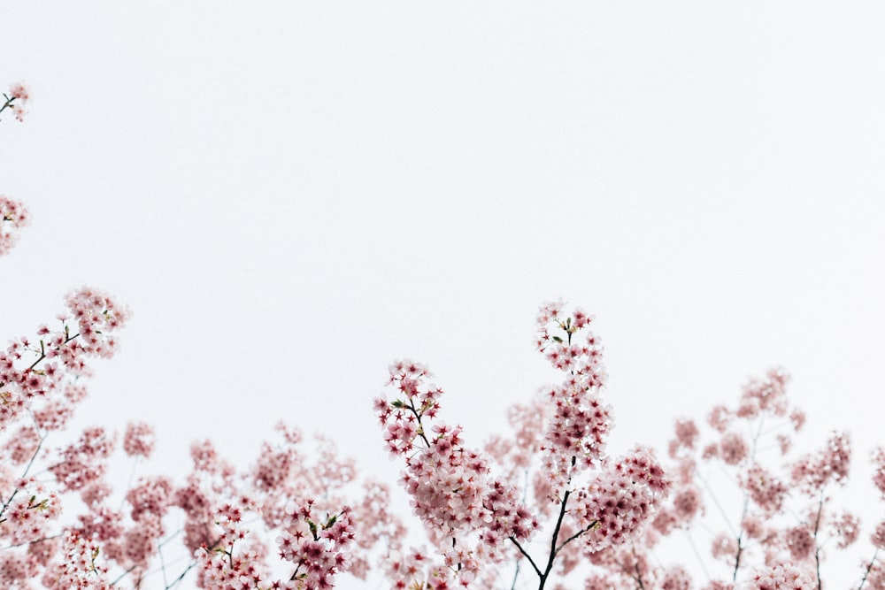 a white sky with pink flowers in the foreground