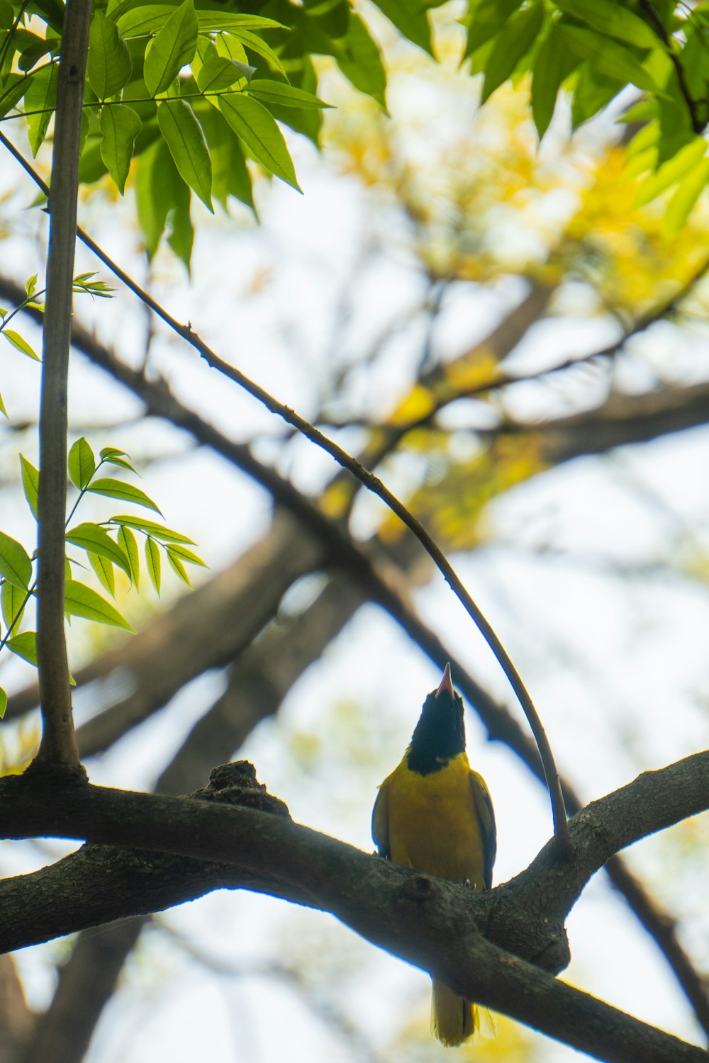 a small bird perched on a tree branch