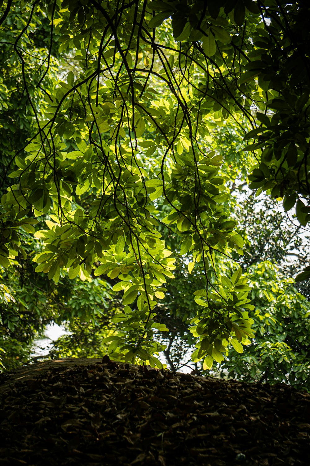 a bench sitting in the middle of a forest